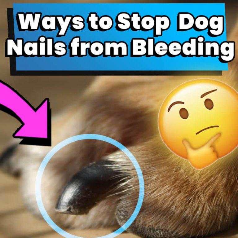 6 Ways to Stop a Dog's Nail from Bleeding Dog Leash Pro