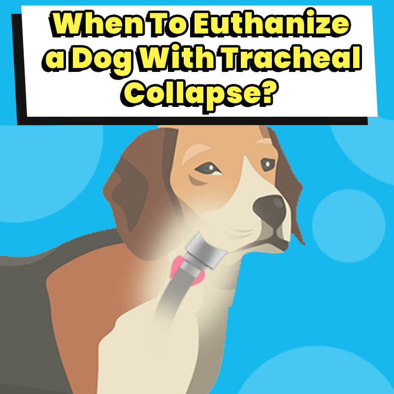 is a collapsed trachea in dogs painful