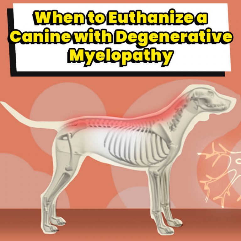 Canine Degenerative Myelopathy: When To Euthanize - Dog Leash Pro