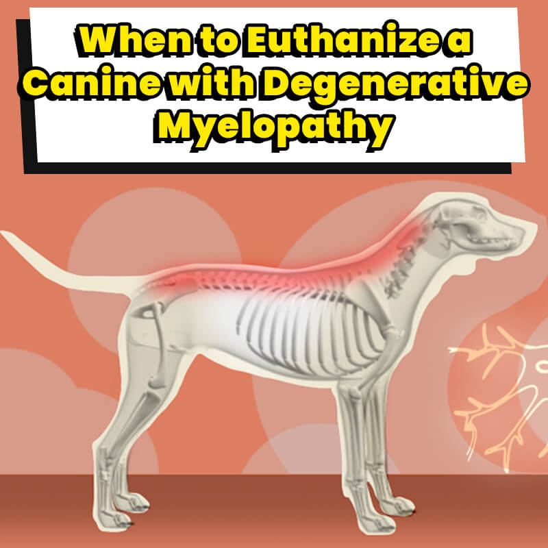When to Euthanize a Canine with Degenerative Myelopathy