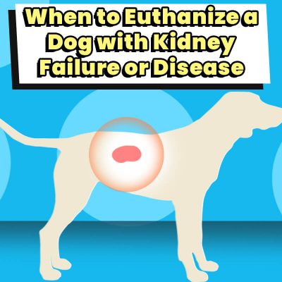 When to Euthanize a Dog with Kidney Failure or Disease - Decision Help