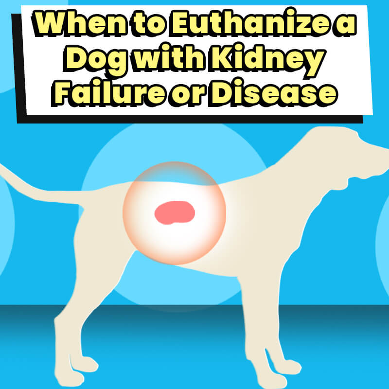 When to Euthanize a Dog with Kidney Failure or Disease