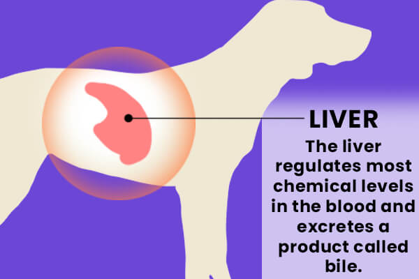 Location and function of liver in dogs