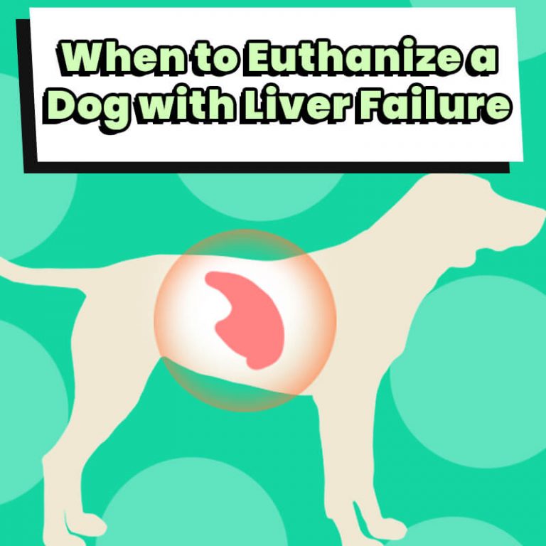 When to Euthanize a Dog with Kidney Failure or Disease Decision Help