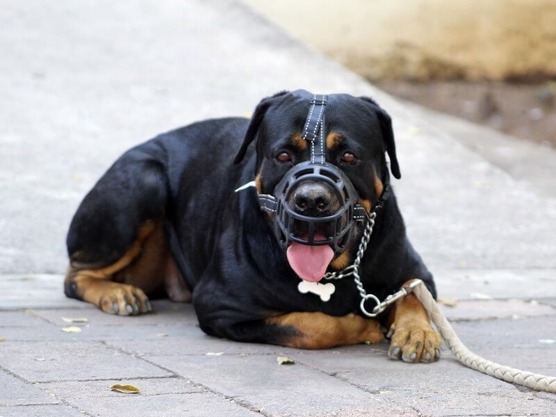 バスケット犬の銃口ロットワイラーの子犬