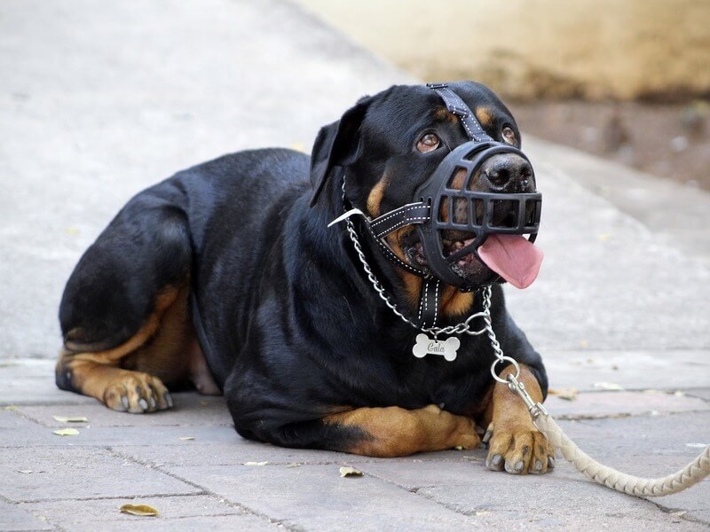 best dog muzzles rottweiler puppies