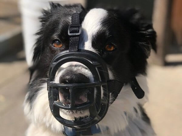 muso del cane del cestino del border collie