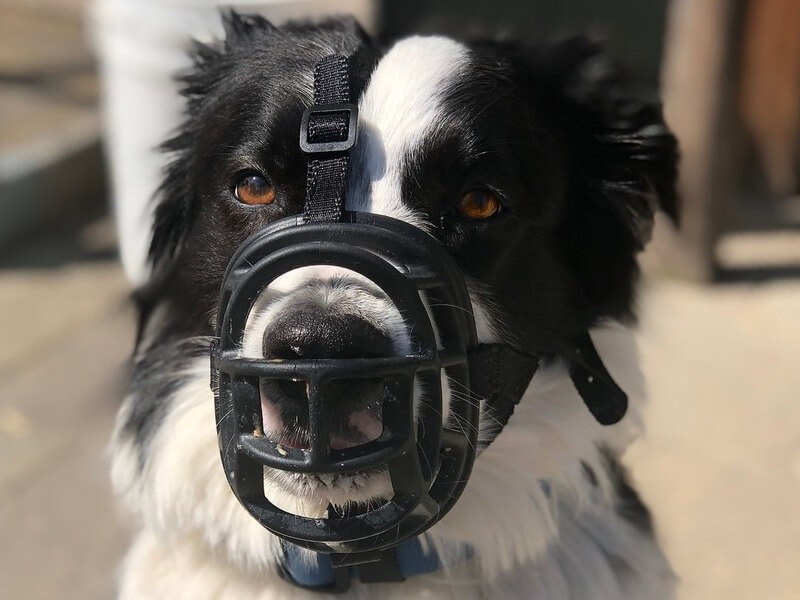 Dog muzzle 2024 for border collie