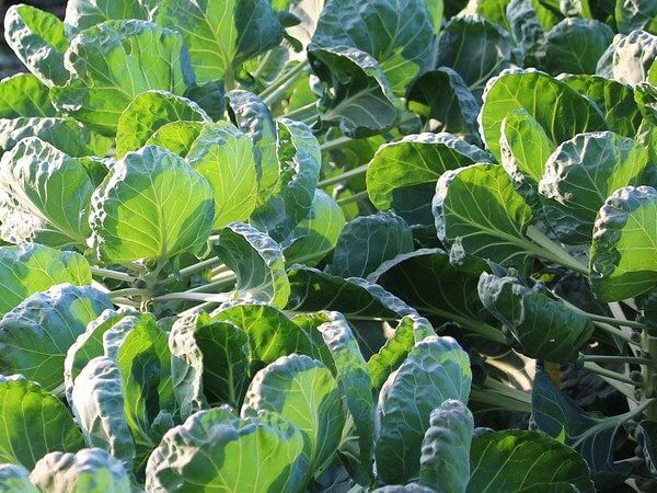 brussel sprouts leaves