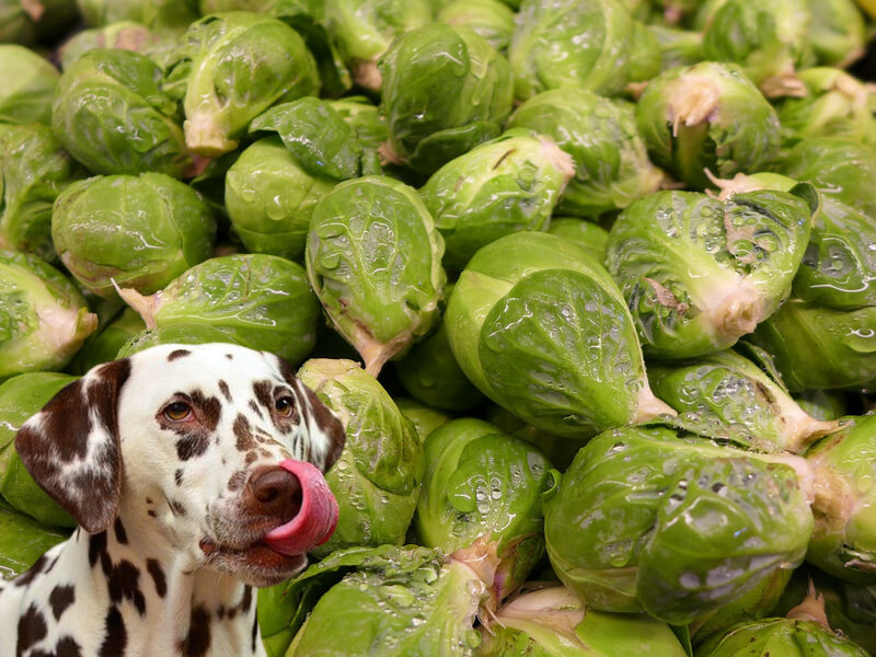 are brussel sprouts okay for dogs to eat