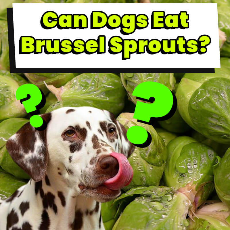 brussel sprouts ok for dogs