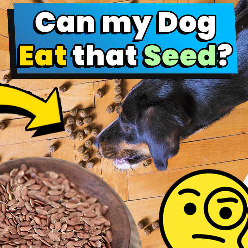 can dogs eat chia and flax seeds