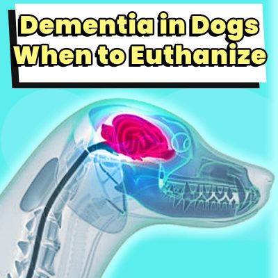 euthanize myelopathy degenerative