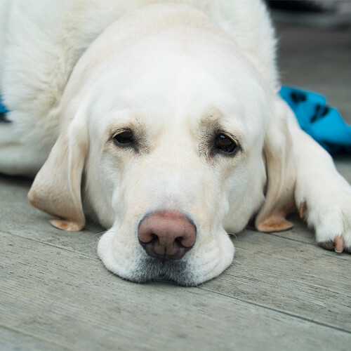 what are the symptoms of a dog dying from liver failure