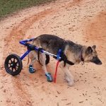 german shepherd dog wheelchair