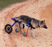 when to put down a dog with degenerative myelopathy