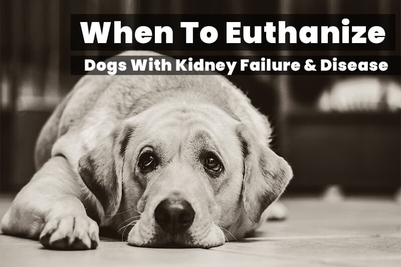 when-to-euthanize-a-dog-with-kidney-failure-or-disease-2022