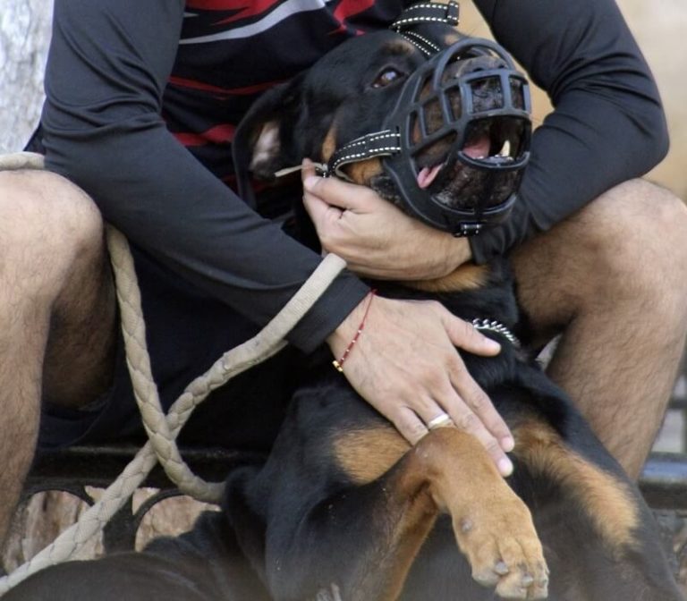 4 Easy Steps To Put A Muzzle On A Dog Dog Leash Pro