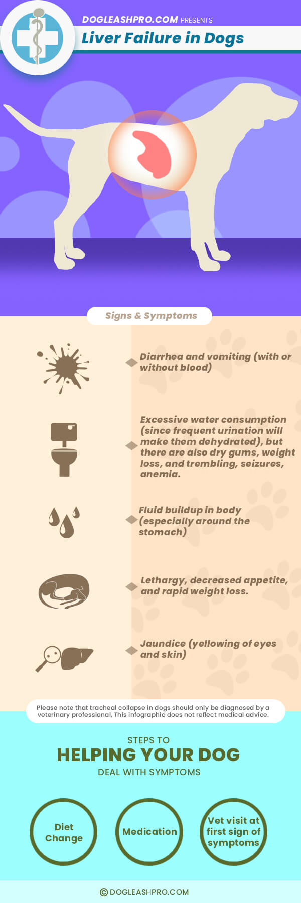 infographic liver failure in dog - what to do?