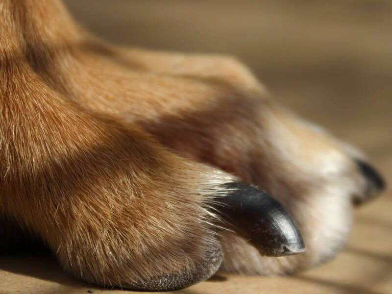 6 Ways to Stop a Dog's Nail from Bleeding - Dog Leash Pro