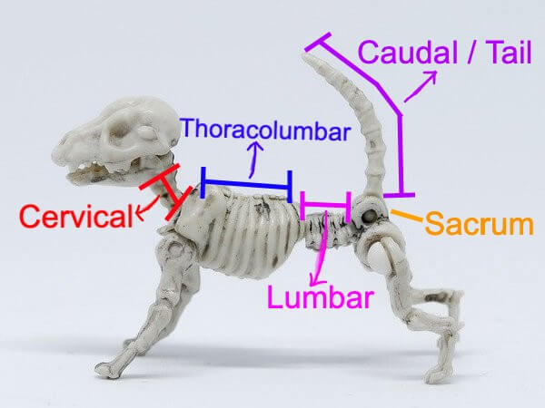 when should you euthanize a dog with degenerative myelopathy