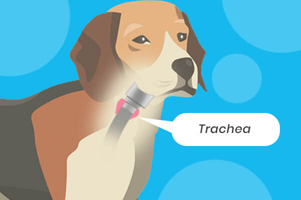 When Should You Euthanize A Dog With Tracheal Collapse?