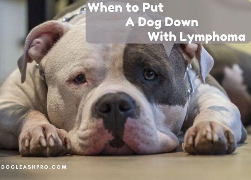 when is it time to put your dog down with lymphoma