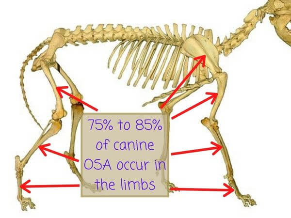 what is the survival rate of osteosarcoma in dogs