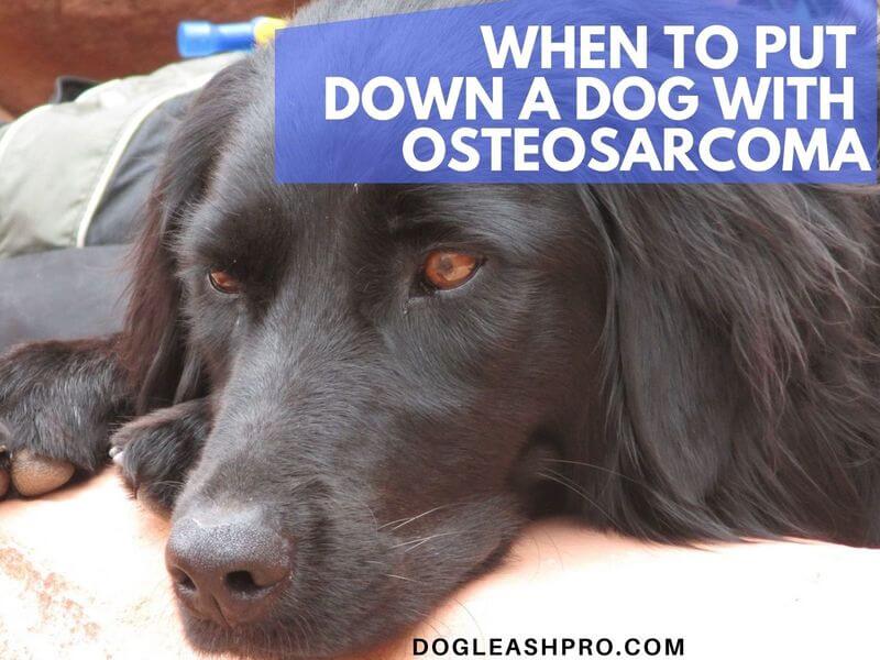 what is the right time to euthanize a dog with osteosarcoma