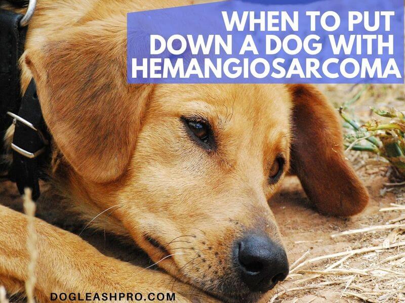 euthanize hemangiosarcoma degenerative myelopathy lymphoma dogs dogleashpro