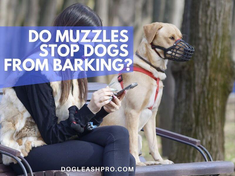 should you muzzle a dog