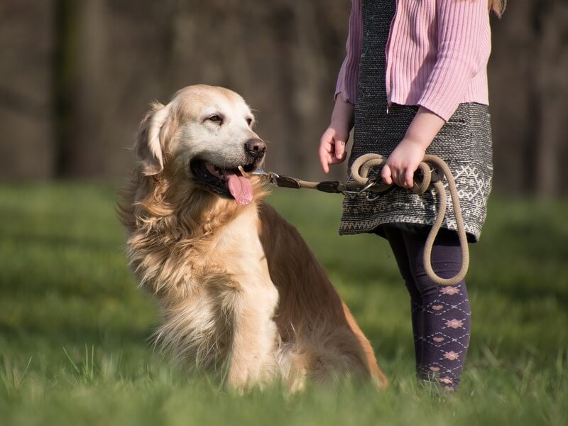 best rope dog leash