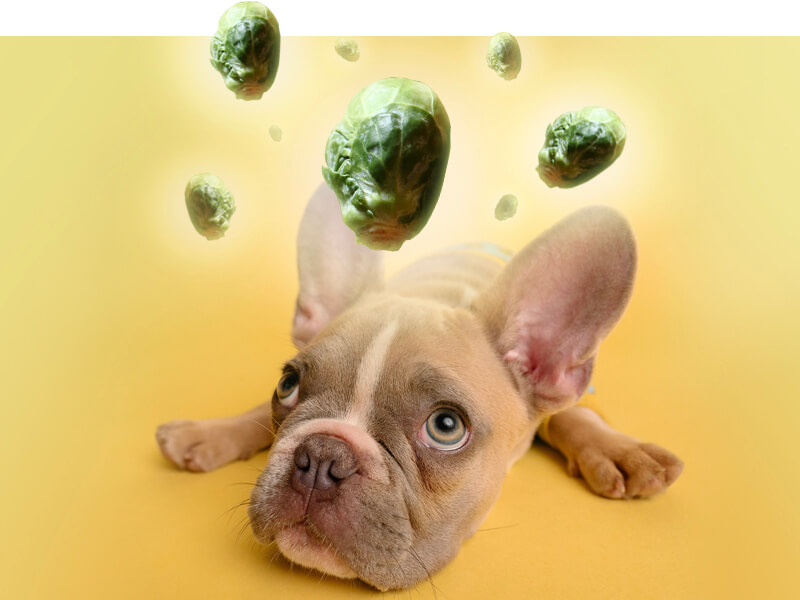 can dogs eat brussel sprouts raw