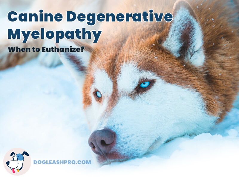 do dogs with degenerative myelopathy have pain