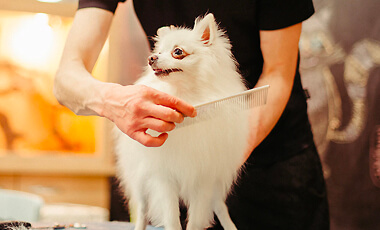 Dog grooming category