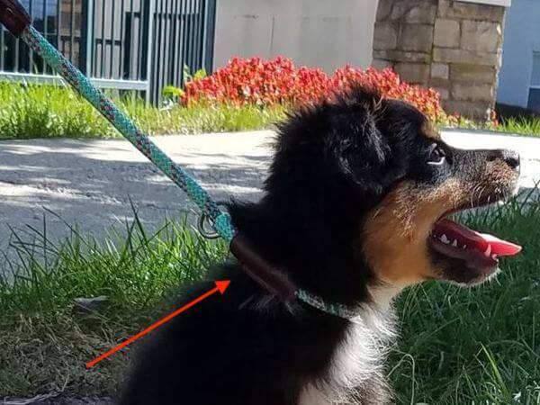 climbing rope dog leash