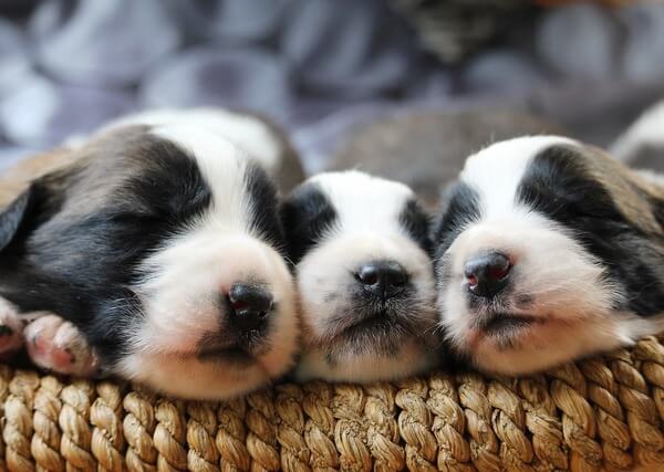 dog breathing fast through nose while sleeping