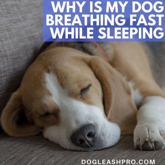 dog breathing fast while sleeping 1