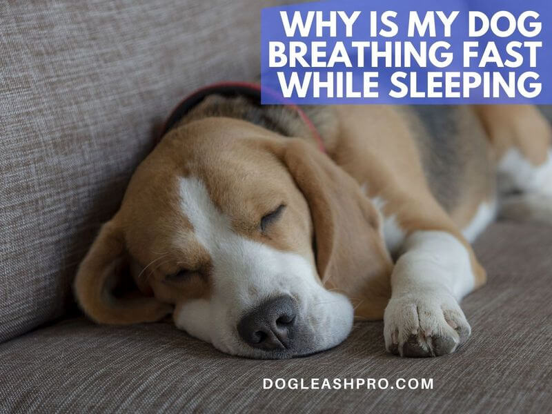 Dog Breathing Fast While Sleeping Should You Be Concerned? Dog Leash Pro