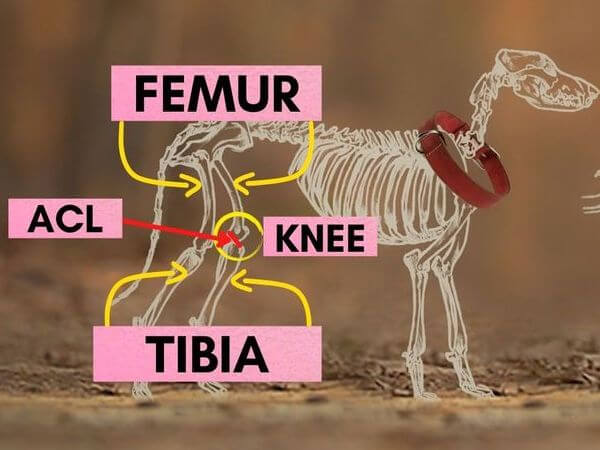 dog leg anatomy
