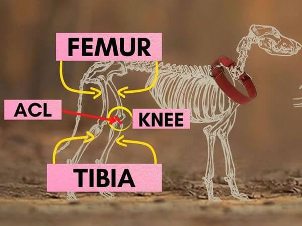 when to put a dog down with torn acl