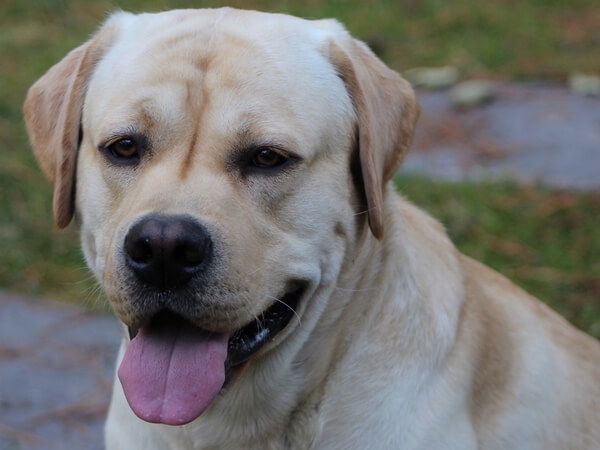 dog mating twice on same day