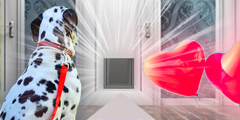 dog looking at an electronic dog door
