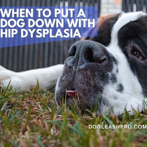 When to Put a Dog Down with Hip Dysplasia?