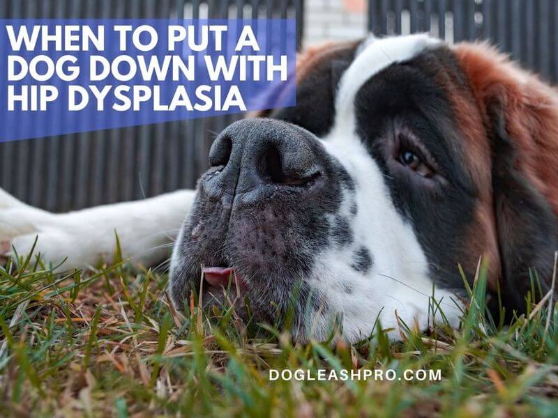 euthanize dog with hip dysplasia