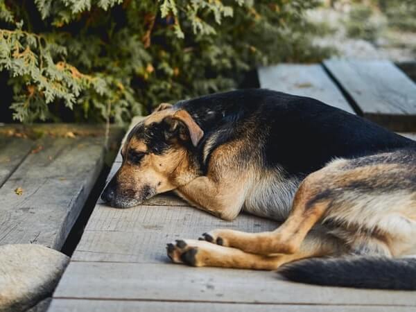 how does a dog with hip dysplasia sit