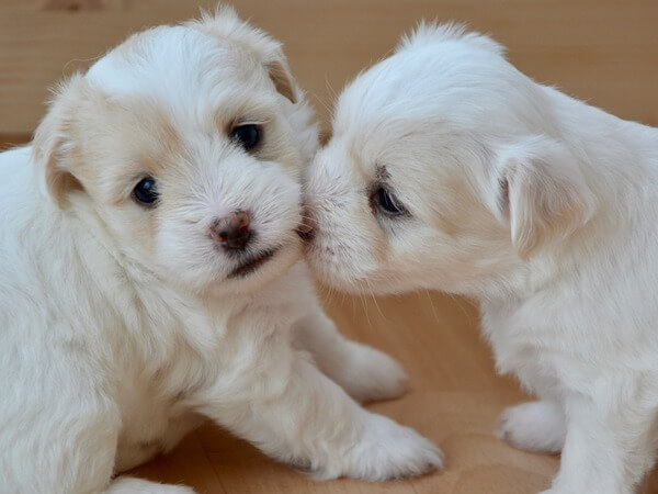 how many puppies can a dog have at one time