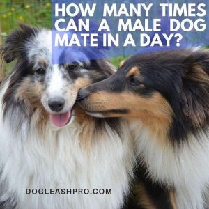 how many times can a male dog mate in a day