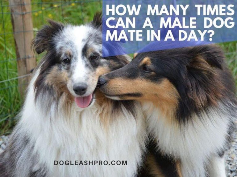 How Many Times Can A Male Dog Mate In A Day? Dog Leash Pro