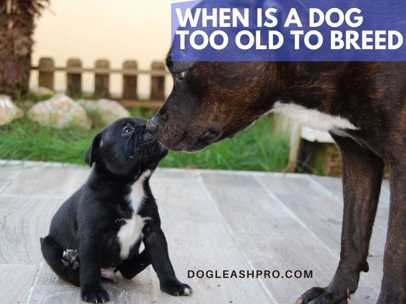 when is a female dog too old to breed